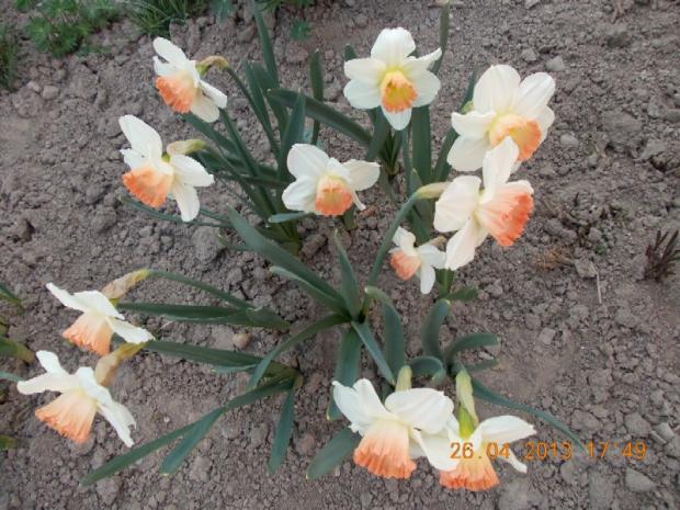 Narcis 'Pink Charm', Okrasné záhradky, kuka, 1