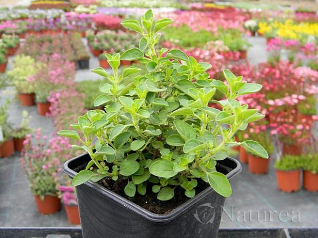 Kompaktné oregano, Kvetinové portréty, marian1, 1