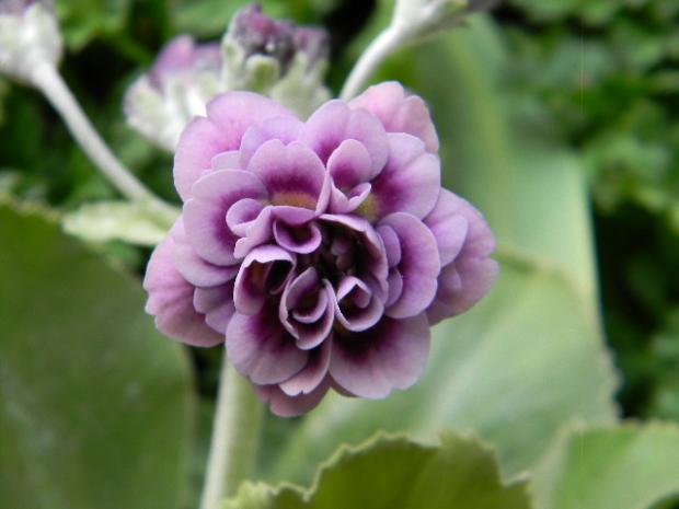 Primula auricula Sibsay, Kvetinové portréty Primula auricula Sibsay, Kvetinové portréty, Maja62, 1