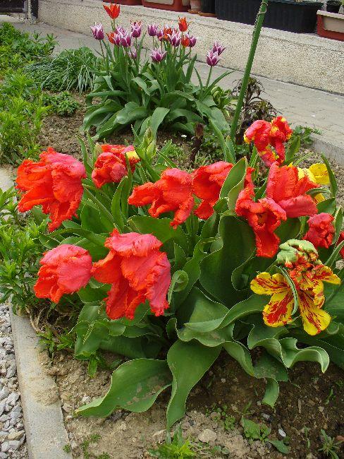 Papagáj-tulipán, Okrasné záhradky Papagáj-tulipán, Okrasné záhradky, strombus72, 1