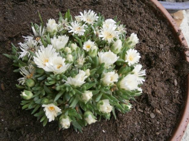 Delosperma "White nugget", Skalky Delosperma "White nugget", Skalky, katike, 1