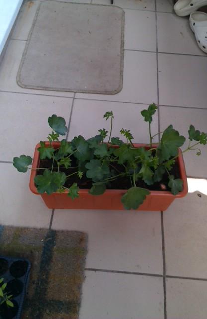 muskaty obyčajne, Balkóny, michal50741, 1