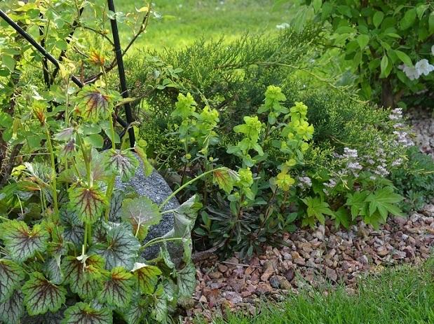 heuchera, euphorbia, mukdénia a okrasná jabloňka, Okrasné záhradky heuchera, euphorbia, mukdénia a okrasná jabloňka, Okrasné záhradky, , 1
