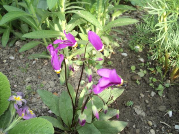 božskokvet (dodecatheon maedia), Okrasné záhradky, ludmila42, 1