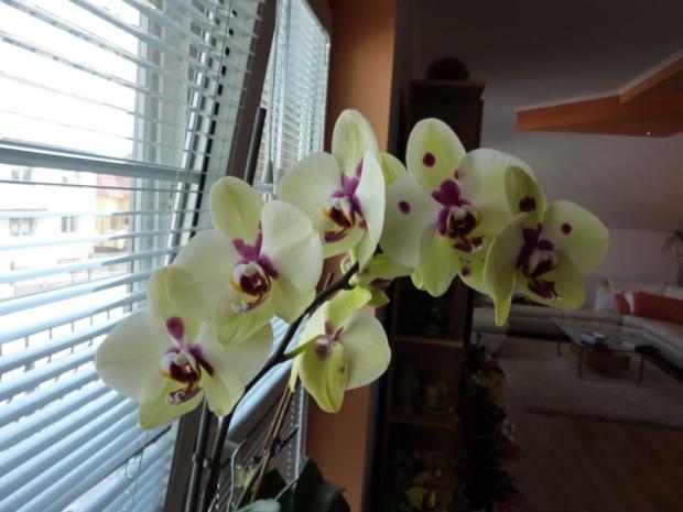 Orchidea, Izbové kvety, marosmeny, 1