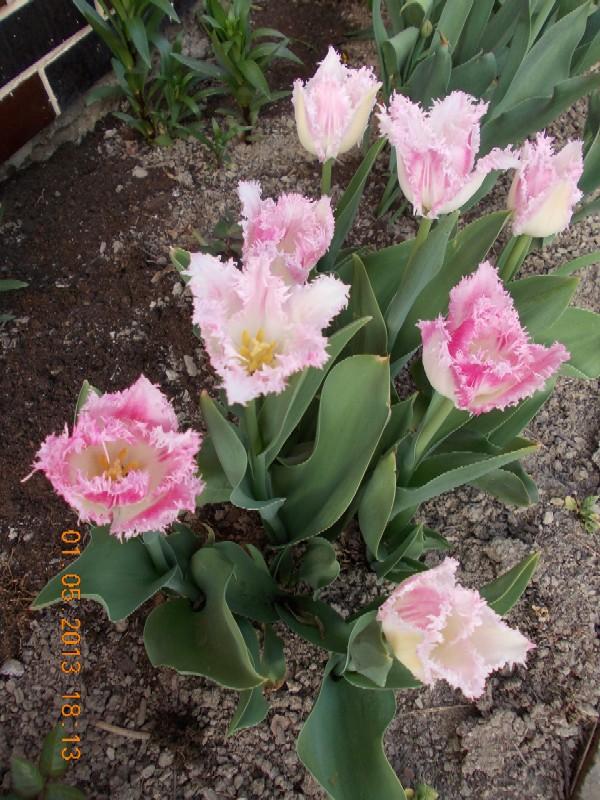 Tulipán 'Huis ten Bosch', Okrasné záhradky Tulipán 'Huis ten Bosch', Okrasné záhradky, kuka, 1