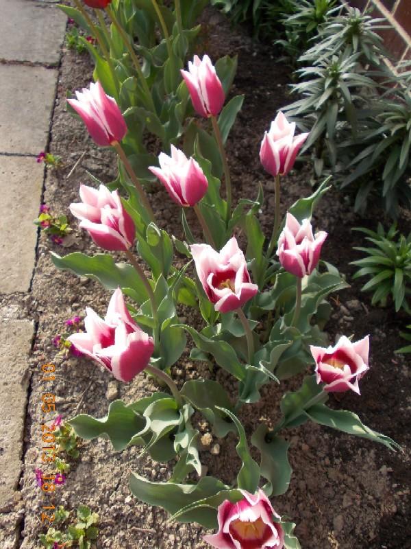 Tulipán 'Claudia', Okrasné záhradky, kuka, 1