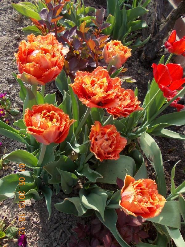 Tulipán 'Sensual Touch', Okrasné záhradky, kuka, 1