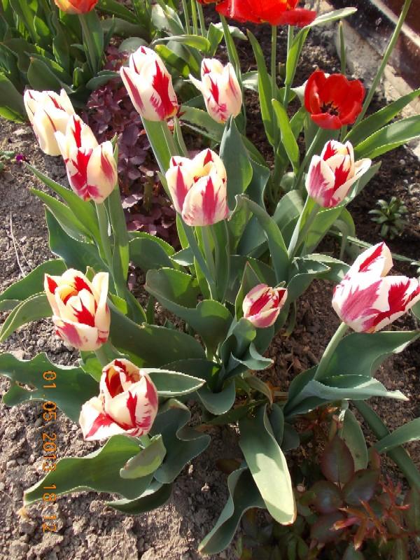 Tulipán 'Grand Perfection', Okrasné záhradky, kuka, 1