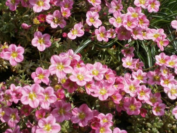 Saxifraga I., Skalky Saxifraga I., Skalky, katike, 1