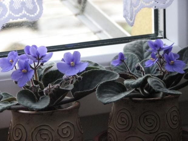 modré fialky "indigo" od babetky, Izbové kvety, majkava, 1