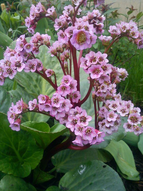 bergenia, Okrasné záhradky, Mirkag, 1