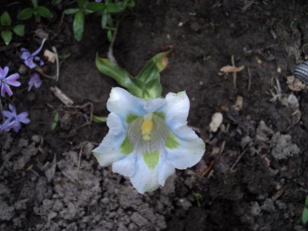 horec- gentiana paradoxa, Okrasné záhradky horec- gentiana paradoxa, Okrasné záhradky, ludmila42, 1