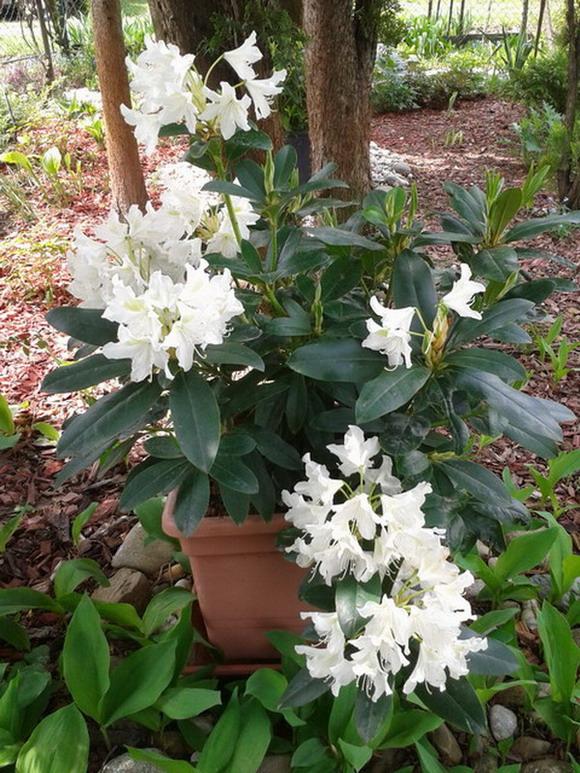 Biely rododendron, Okrasné záhradky, anezka.kapustova, 1