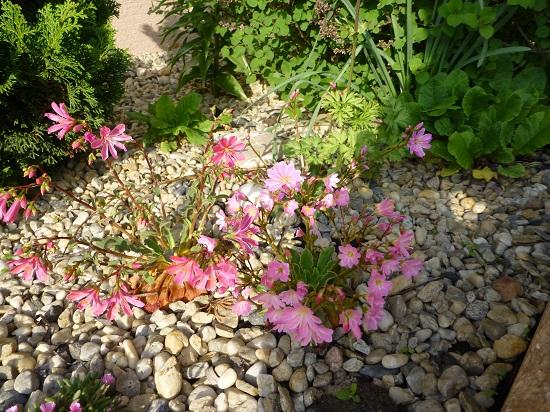 Lewisia, Okrasné záhradky Lewisia, Okrasné záhradky, sisa111, 1