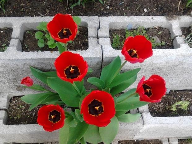prvé jarné tulipány , Okrasné záhradky prvé jarné tulipány , Okrasné záhradky, majkava, 1