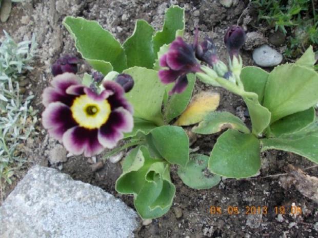 Primula auricula 5, Okrasné záhradky, kuka, 1