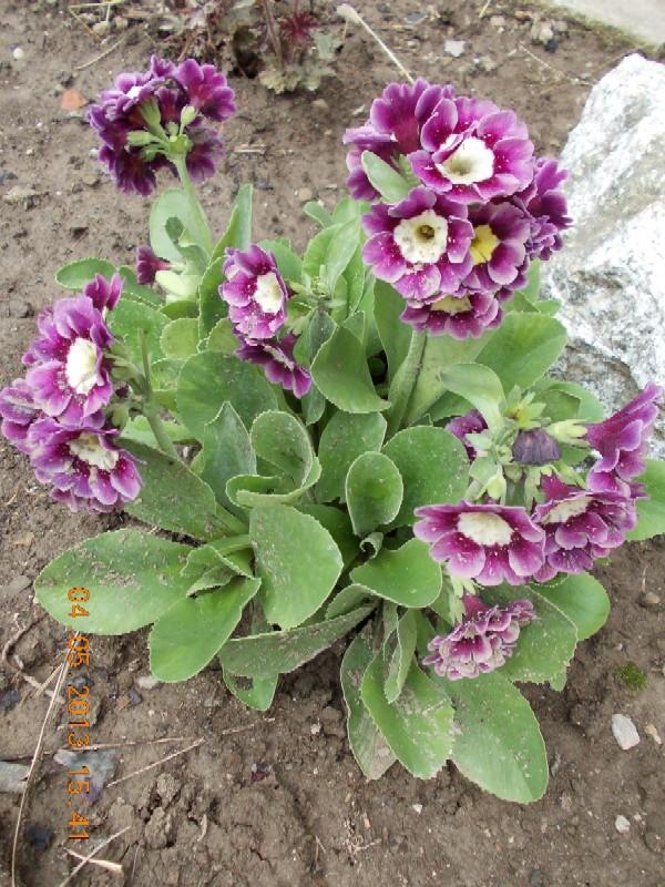 Primula auricula 6, Okrasné záhradky, kuka, 1