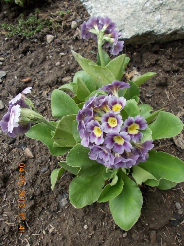 Primula auricula 7, Okrasné záhradky, kuka, 1
