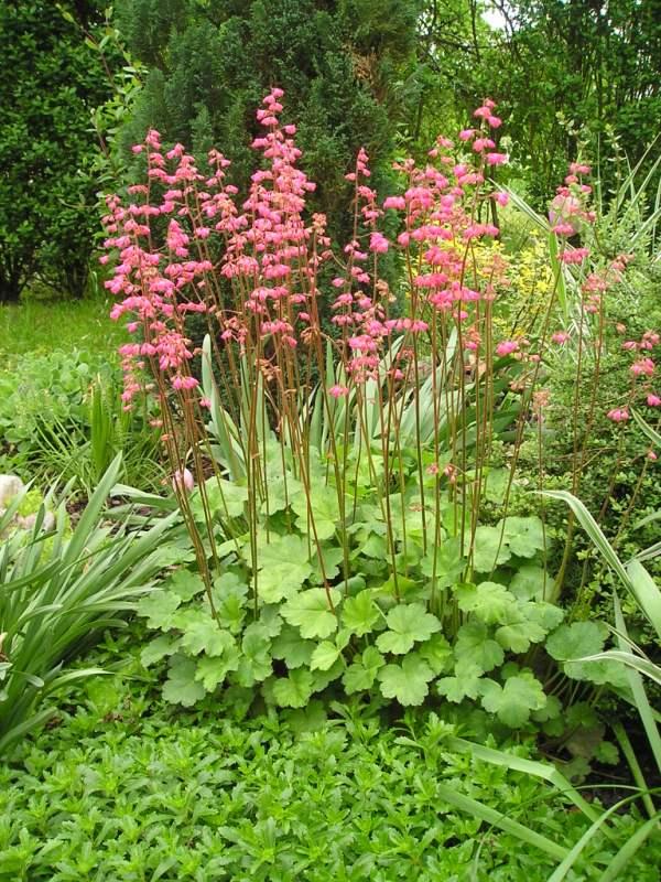 heuchera este raz, Okrasné záhradky heuchera este raz, Okrasné záhradky, Mirkag, 1