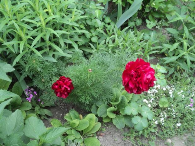 tenuifolia, Okrasné záhradky, ludmila42, 1