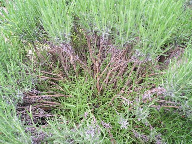 levandula, Okrasné záhradky levandula, Okrasné záhradky, Mirkag, 1