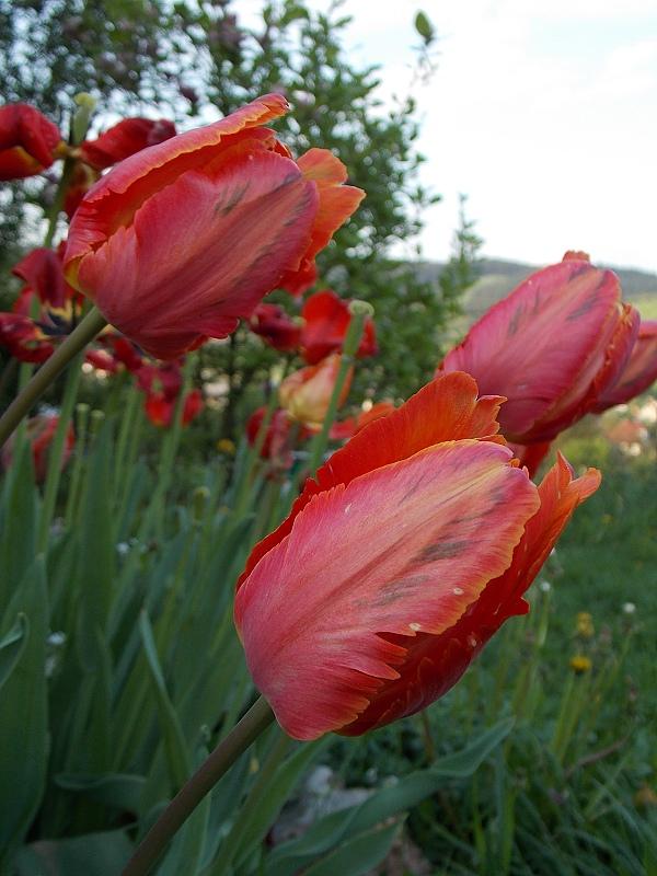 ešte tulipány, Okrasné záhradky ešte tulipány, Okrasné záhradky, Dominika 123, 1
