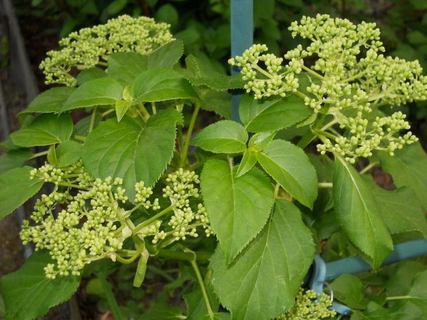 Popínavá hortka, Okrasné záhradky Popínavá hortka, Okrasné záhradky, anezka.kapustova, 1