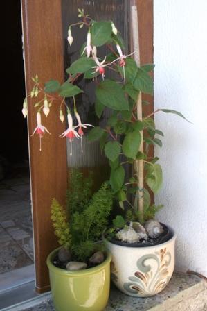 Parádnica fuksia a líščí chvostík od Gabrielle, Izbové kvety Parádnica fuksia a líščí chvostík od Gabrielle, Izbové kvety, osika, 1