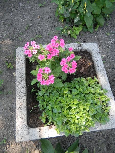 verbenka, Náš dvor, merika4, 1