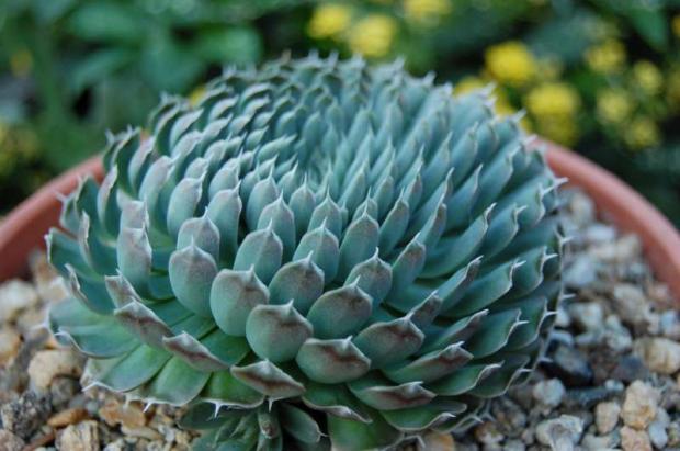 Orostachys v druhom roku, Sukulenty Orostachys v druhom roku, Sukulenty, Letňanka, 1