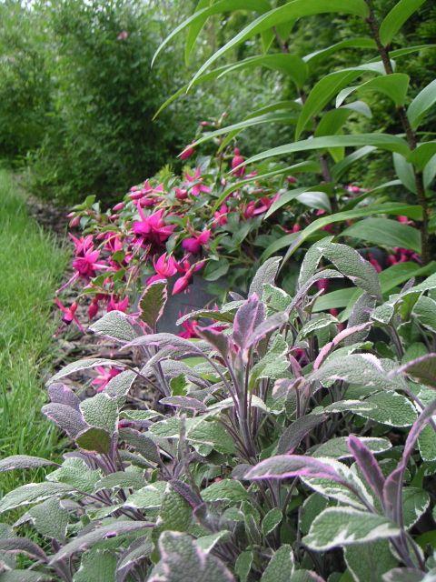 salvia tricolor s fuchsiou, Okrasné záhradky salvia tricolor s fuchsiou, Okrasné záhradky, LubaArt, 1