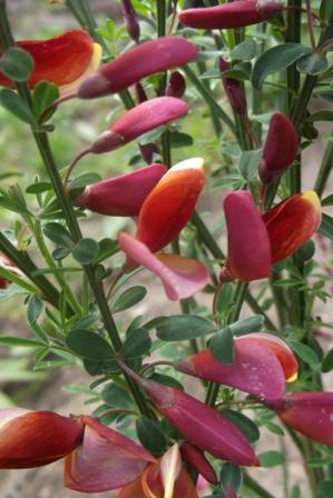Cytisus č.4, Okrasné záhradky Cytisus č.4, Okrasné záhradky, osika, 1