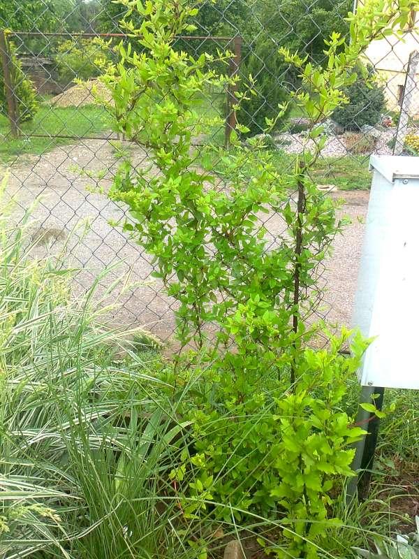 rozrastena LONICERA, Okrasné záhradky, gabena, 1