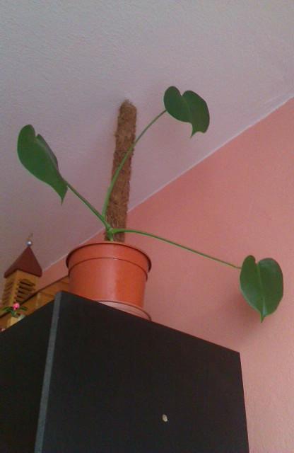 moja monstera , Izbové kvety, michal50741, 1