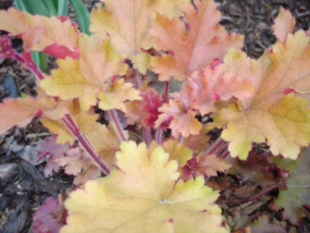 heuchera 4, Okrasné záhradky, nefertiti7, 1