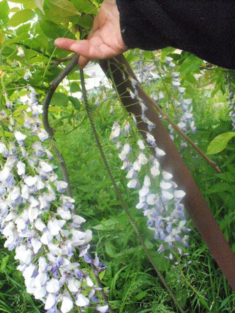 Moja nádherná visteria skončila pod ľadovcom, Okrasné záhradky Moja nádherná visteria skončila pod ľadovcom, Okrasné záhradky, púpava, 1