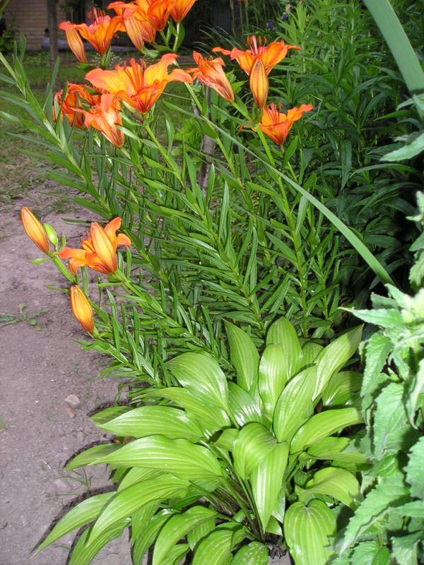 hosta II., Okrasné záhradky hosta II., Okrasné záhradky, Mirkag, 1
