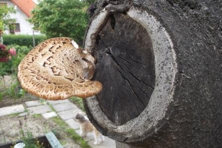 Na orechu..., A všeličo ostatné Na orechu..., A všeličo ostatné, osika, 1