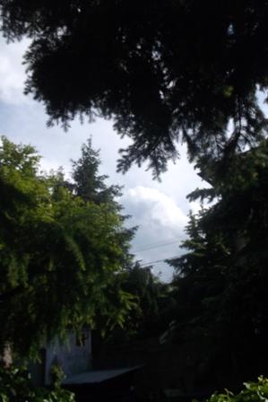 Chystá sa na dážď..., Náš dvor, osika, 1