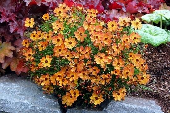 Coreopsis 'Mango Punch' , Okrasné záhradky Coreopsis 'Mango Punch' , Okrasné záhradky, marian1, 1