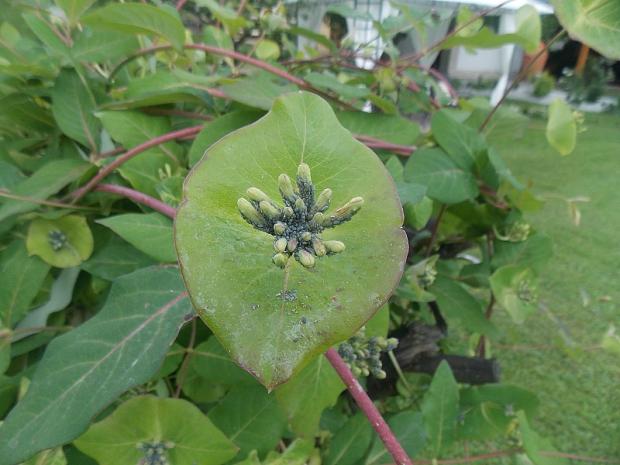 lonicera, Okrasné záhradky lonicera, Okrasné záhradky, Dominika 123, 1