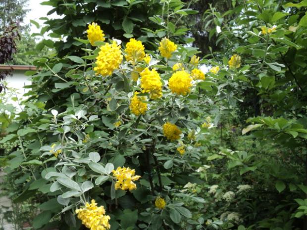 takto mi kvitne argyrocytisus, Okrasné záhradky takto mi kvitne argyrocytisus, Okrasné záhradky, ludmila42, 1