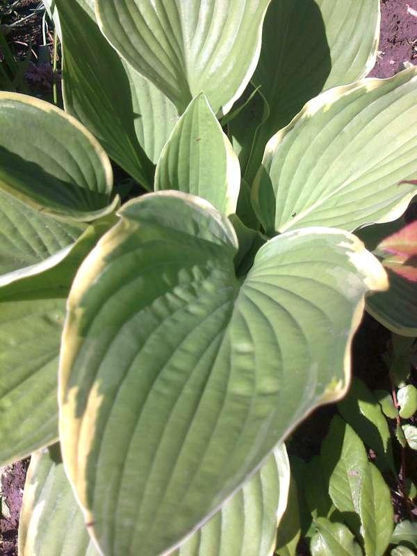 Hosta..., Okrasné záhradky, gabena, 1
