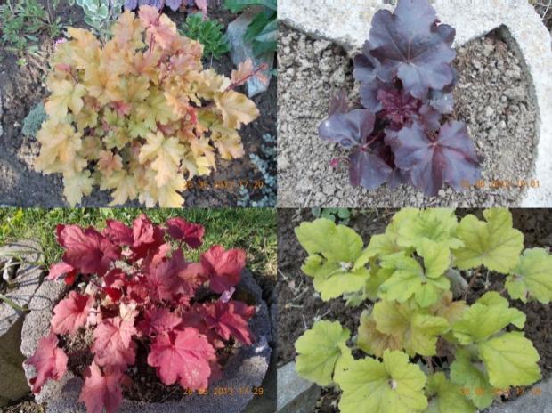 heuchera 1, Okrasné záhradky, kuka, 1
