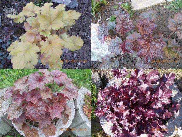 heuchera 2, Okrasné záhradky, kuka, 1