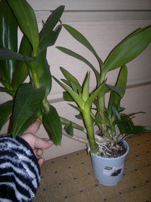 rozrastene dendrobium, Izbové kvety rozrastene dendrobium, Izbové kvety, mishenka123, 1