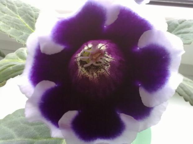 Kaiser wilhelm gloxinia, Okenné parapety Kaiser wilhelm gloxinia, Okenné parapety, anicka1008, 1