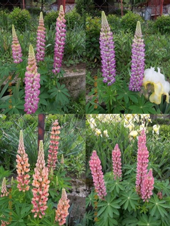 lupiny 1, Okrasné záhradky, kuka, 1