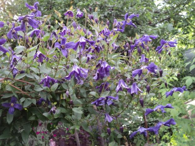 clematis, kúpený kedysi ako niečo neduživé, bezmenné, Okrasné záhradky, ludmila42, 1